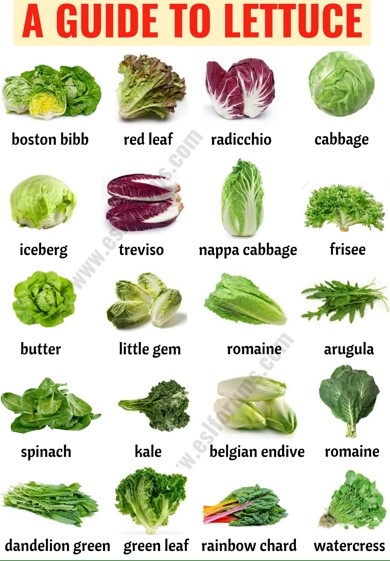 What's the Difference Between Cabbage and Lettuce